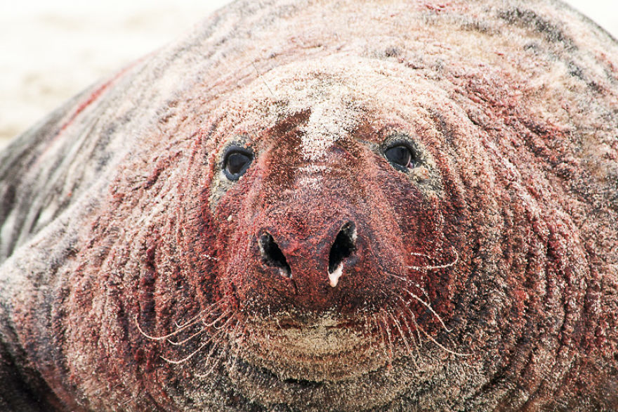 Sable Island Is The Host To The World's Largest Single Grey Seal Breeding Colony