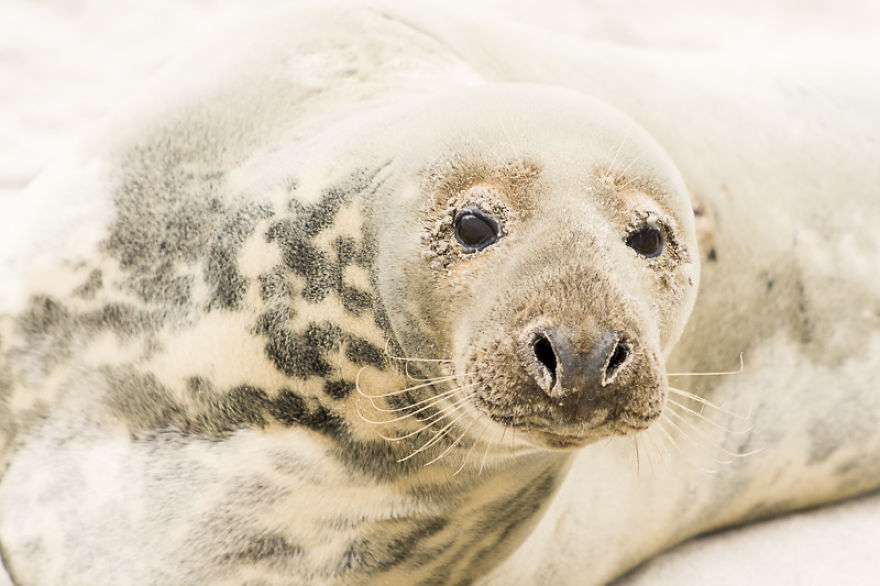 Sable Island Is The Host To The World's Largest Single Grey Seal Breeding Colony