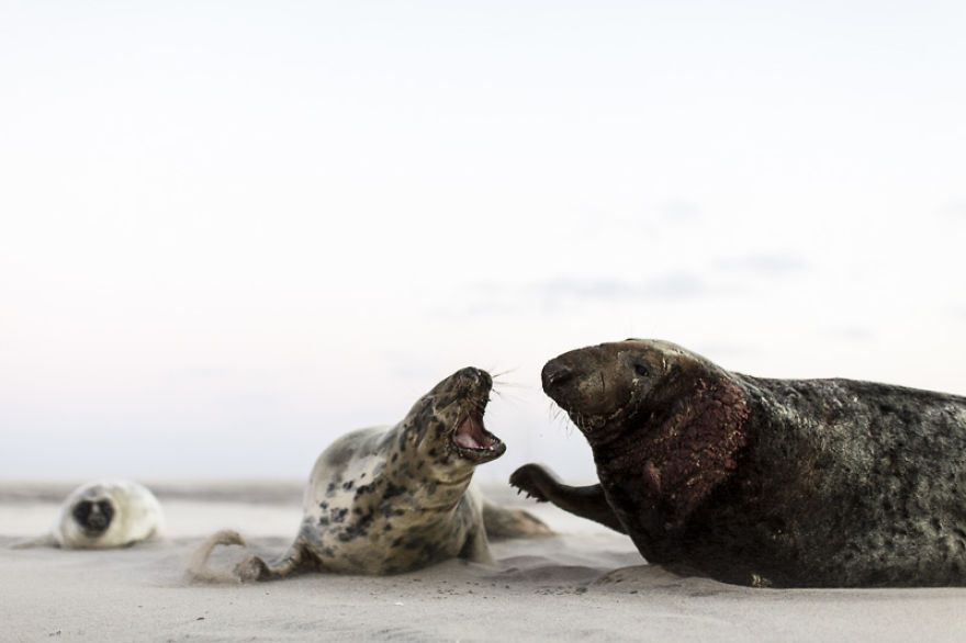 Sable Island Is The Host To The World's Largest Single Grey Seal Breeding Colony