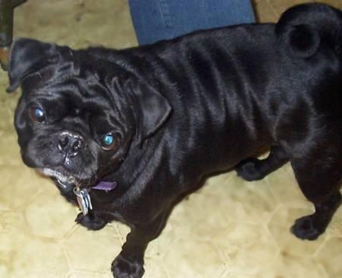 Black pug standing on a tiled floor with a collar and tag, showing a funny new pet name instead of the original one.
