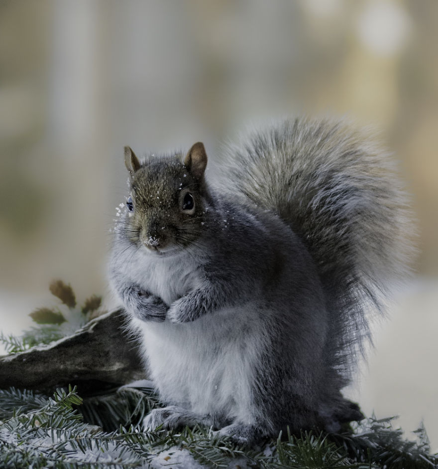 Nature Strike's A Pose