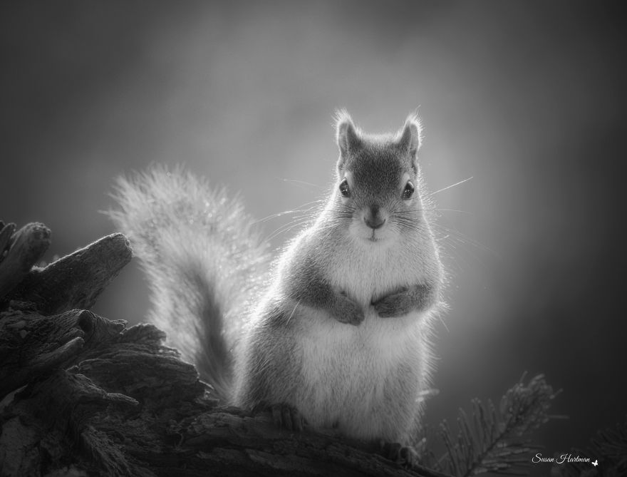 Nature Strike's A Pose