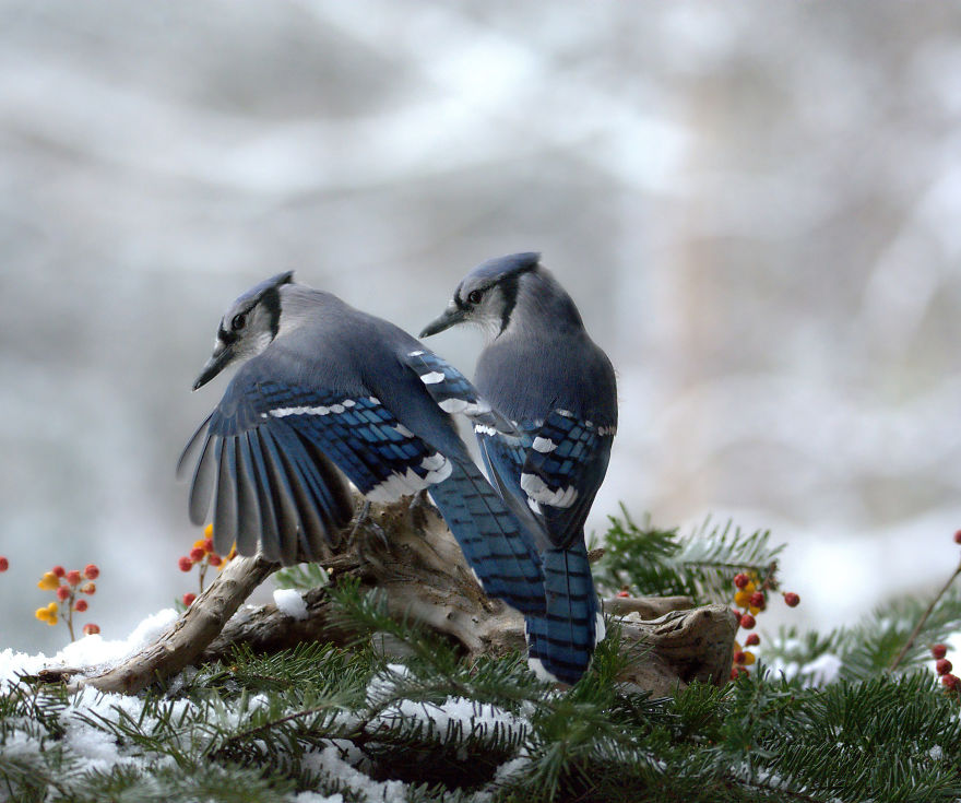 Nature Strike's A Pose