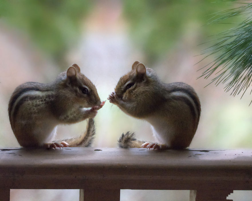 Nature Strike's A Pose