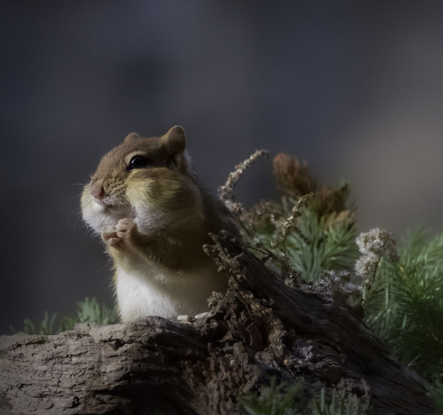 Nature Strike's A Pose