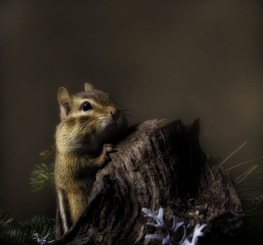 Nature Strike's A Pose