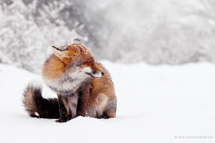 Foxes In The Snow