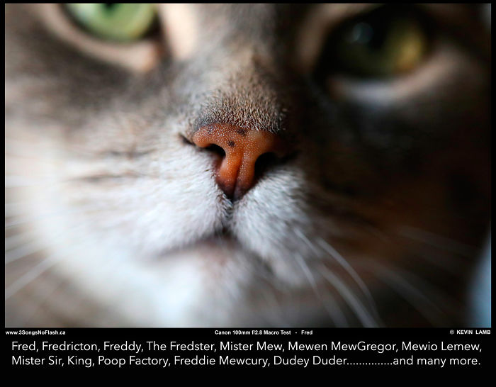 Close-up of a cat's nose highlighting funny pet names people call their pets instead of original ones.