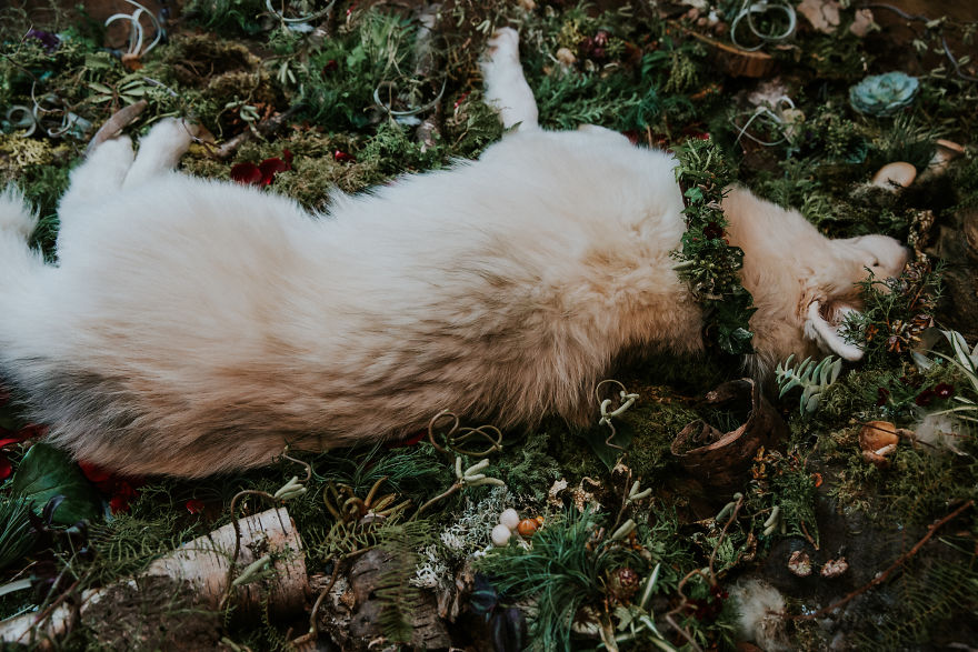 A Letter To My Puppy In Heaven A Letter To My Puppy In Heaven