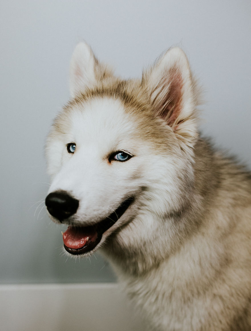 A Letter To My Puppy In Heaven A Letter To My Puppy In Heaven