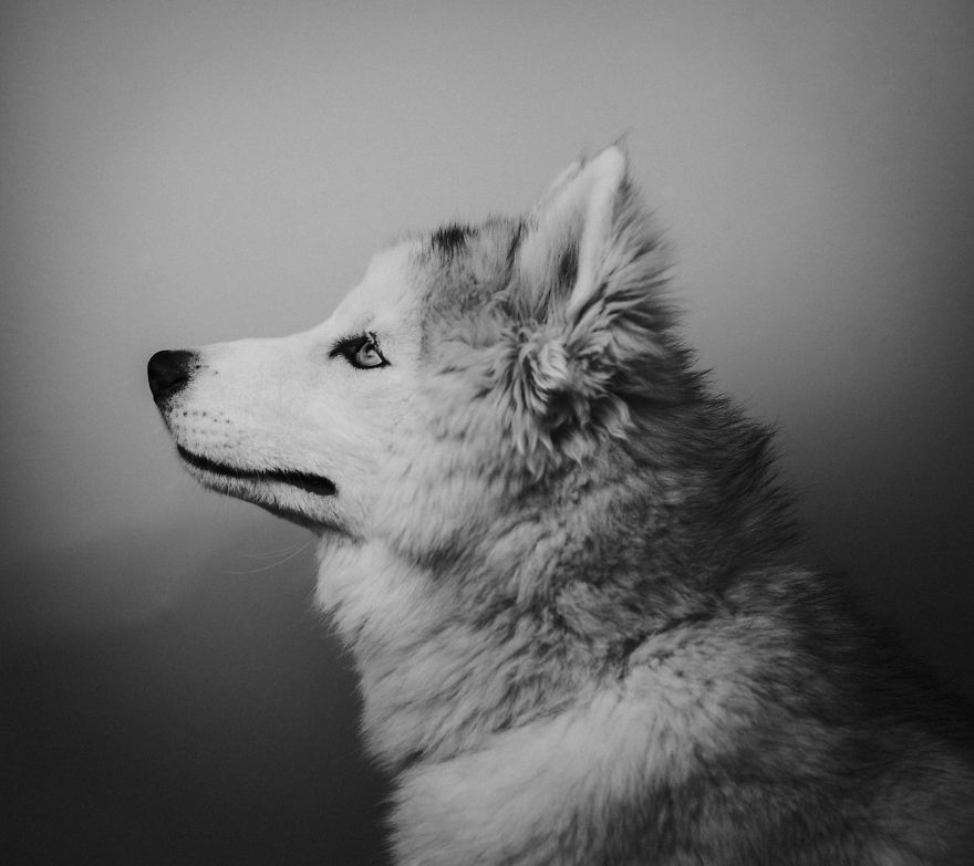 A Letter To My Puppy In Heaven A Letter To My Puppy In Heaven