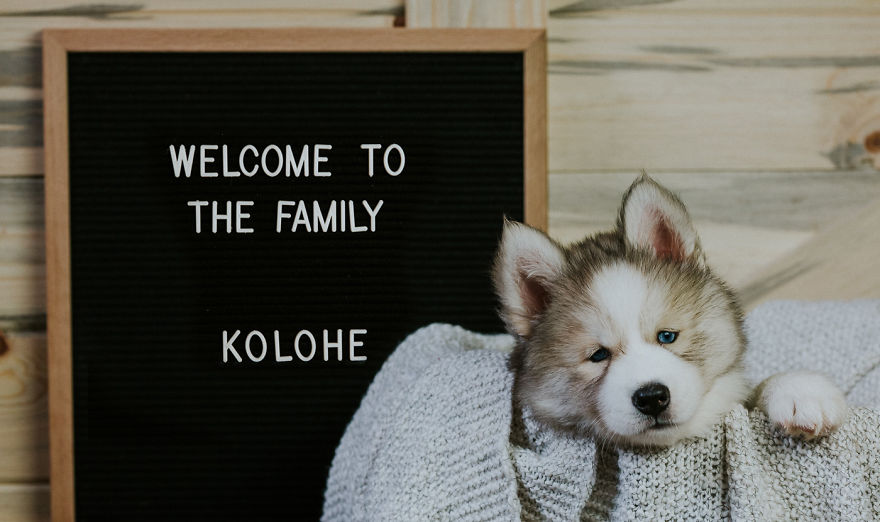 A Letter To My Puppy In Heaven A Letter To My Puppy In Heaven