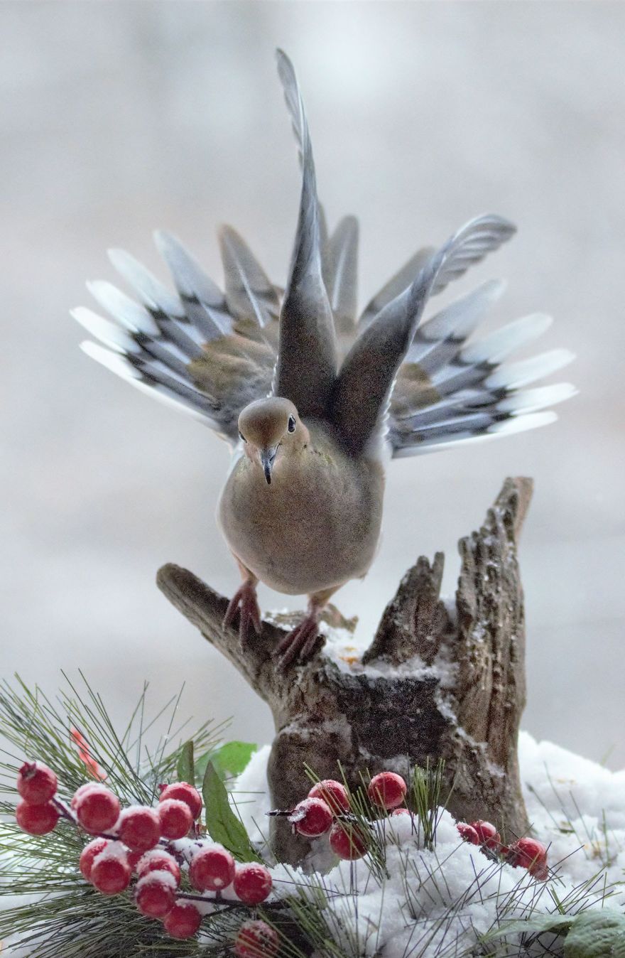 Nature Strike's A Pose