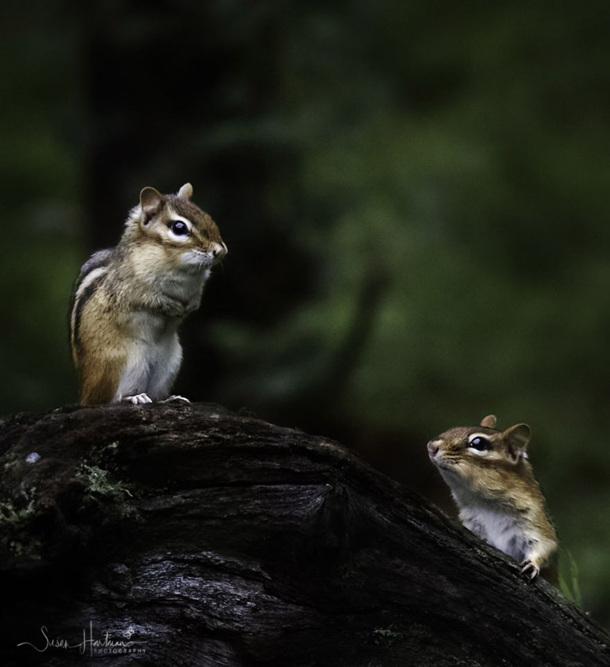 Nature Strike's A Pose