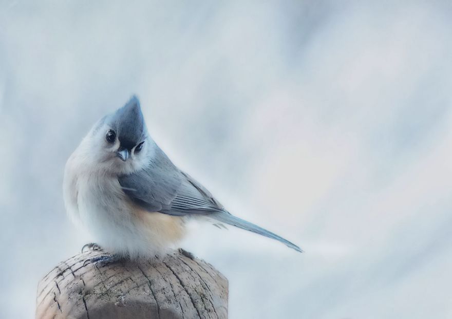 Nature Strike's A Pose