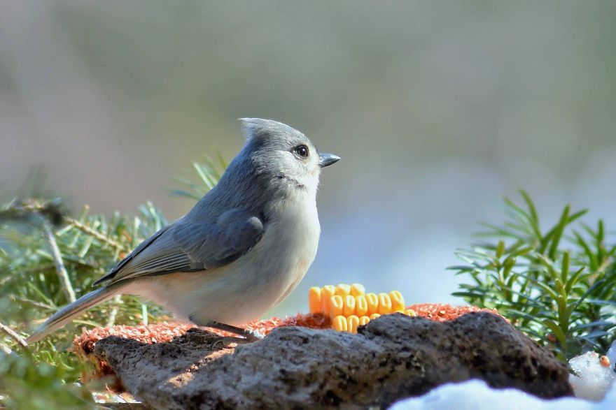 Nature Strike's A Pose