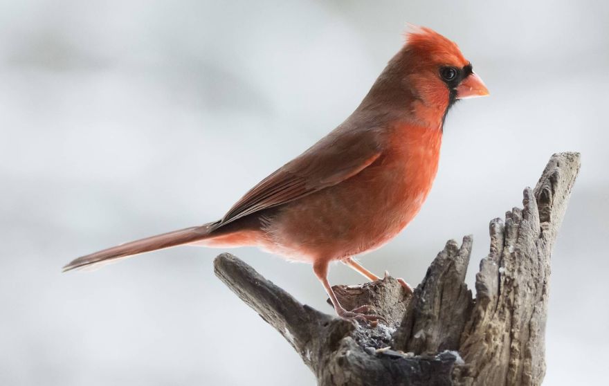 Nature Strike's A Pose