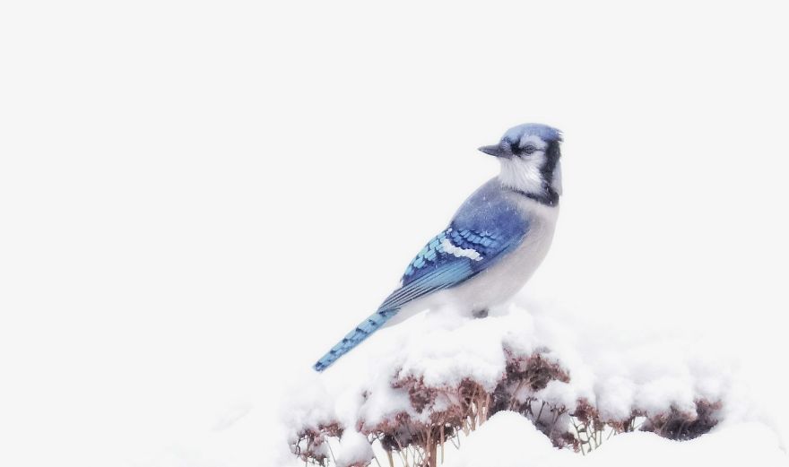 Nature Strike's A Pose