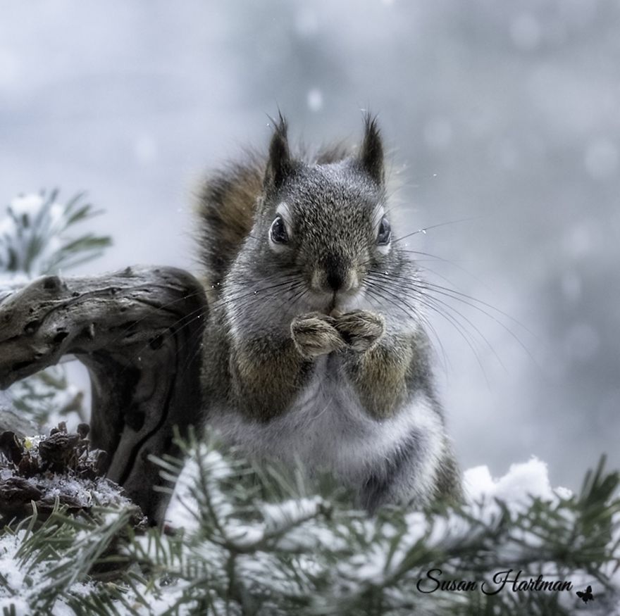 Nature Strike's A Pose