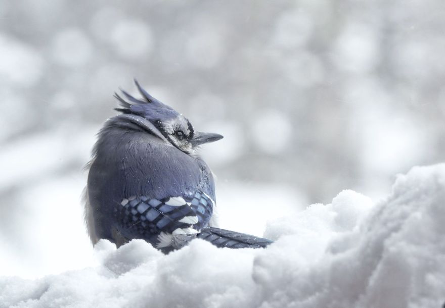 Nature Strike's A Pose