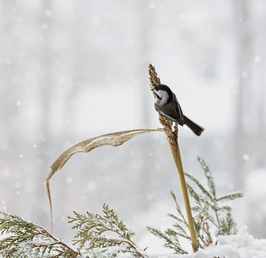 Nature Strike's A Pose