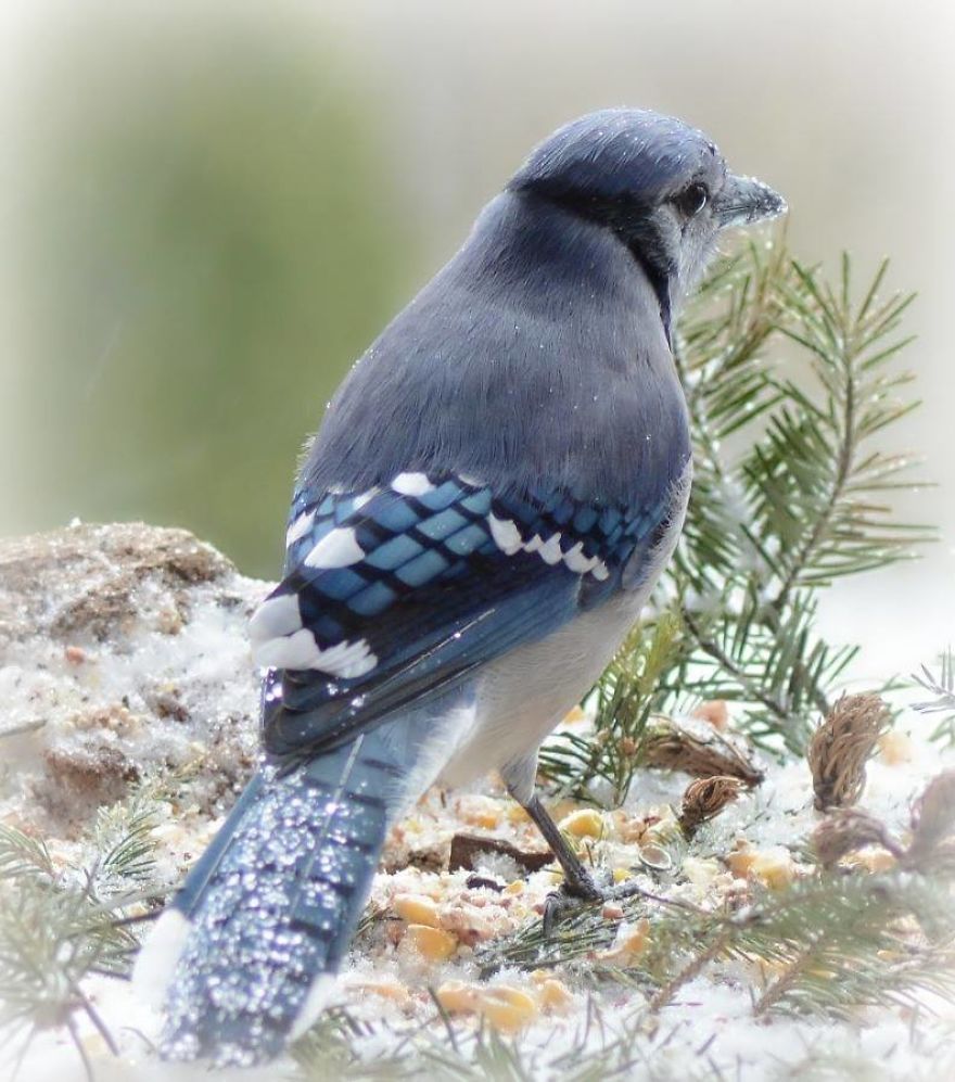 Nature Strike's A Pose