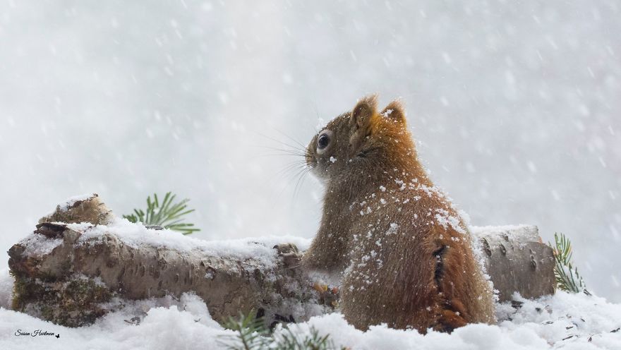 Nature Strike's A Pose