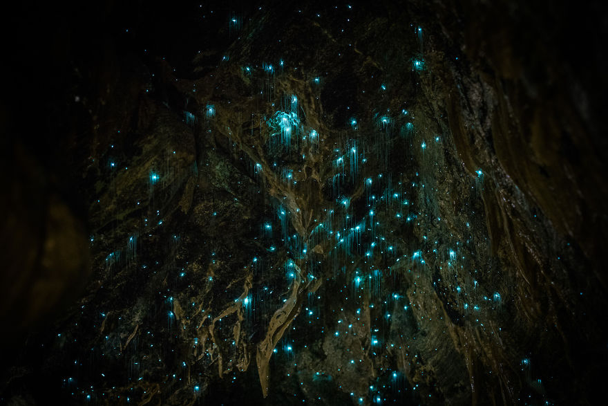 Glow Worms Turn New Zealand Cave Into Starry Night And I Spent Past Year Photographing It (Part 2) Glow Worms Turn New Zealand Cave Into Starry Night And I Spent Past Year Photographing It (Part 2)