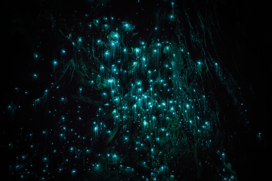 Glow Worms Turn New Zealand Cave Into Starry Night And I Spent Past Year Photographing It (Part 2) Glow Worms Turn New Zealand Cave Into Starry Night And I Spent Past Year Photographing It (Part 2)