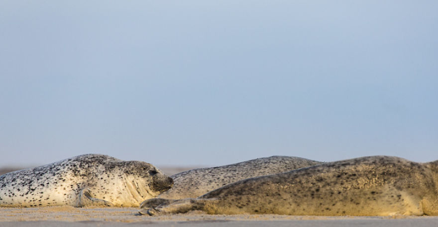 Sable Island Is The Host To The World's Largest Single Grey Seal Breeding Colony