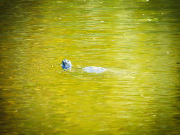 I Saw Young Ness Monster In One Of Our Local Lakes! Still Thrilling After Seeing It! Wow!