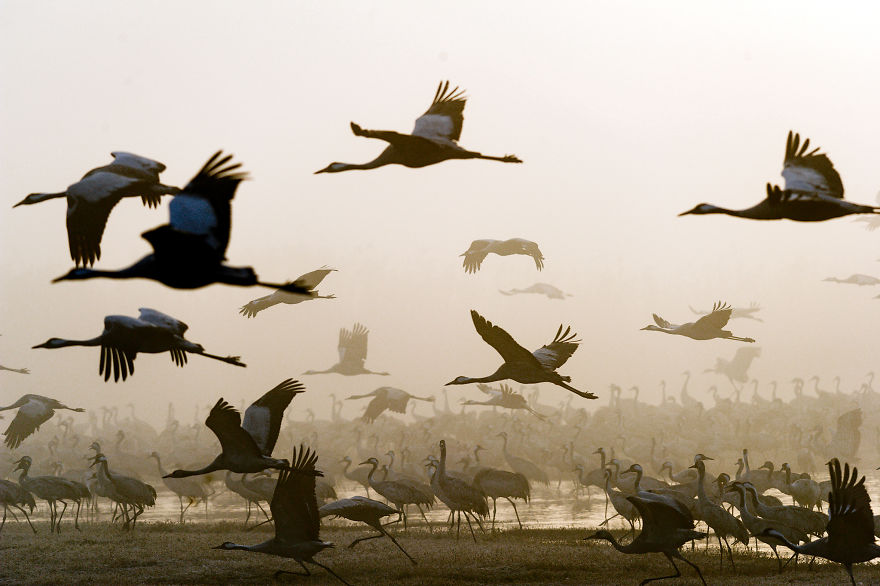 Photographing The Cranes Migration