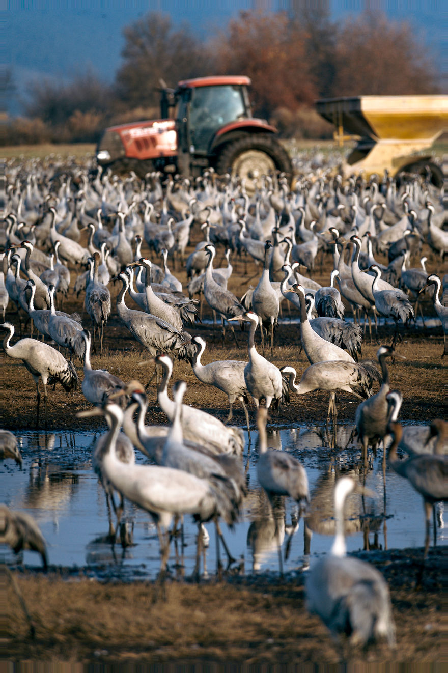Photographing The Cranes Migration
