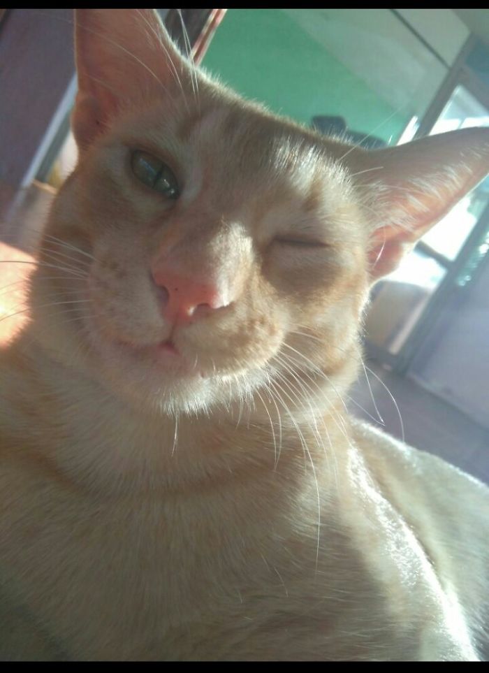 Was Randomly Clicking My Kitty Yawn When He Did This!