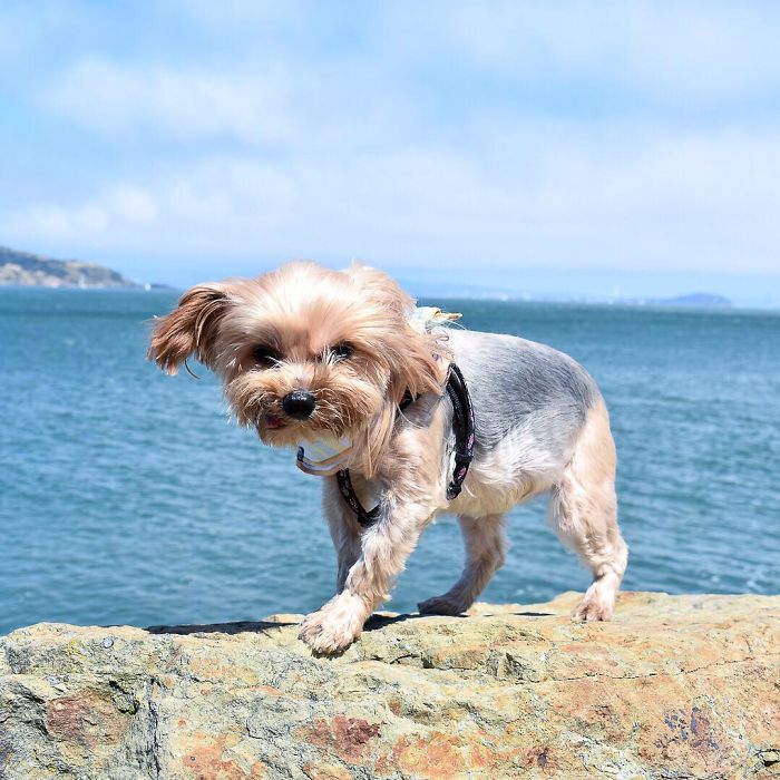 Don't Mind Me - I'm Just Hunting Seagulls