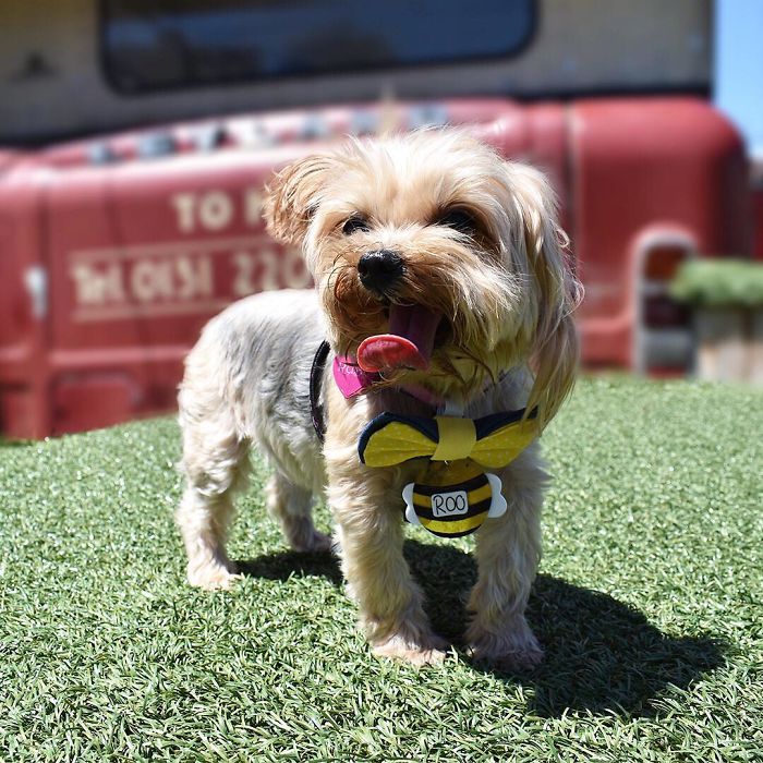 Enjoying This Beautiful Day On Fake Grass And A Giant Bus Converted Into A Live Band Area For Hoomans. City Life Is Weird!