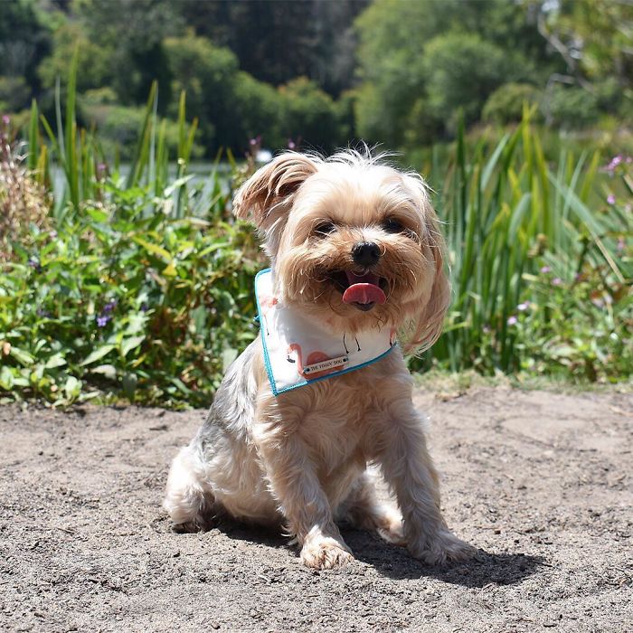 Be A Flamingo In A Flock Of Pigeons!