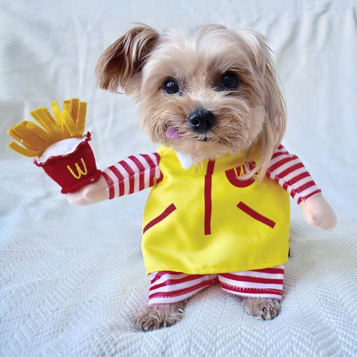 If You Were Stuck On An Island And You Could Only Pick One Type Of Food To Eat For The Rest Of Your Life, What Would You Pick? Mine Would Be Fries