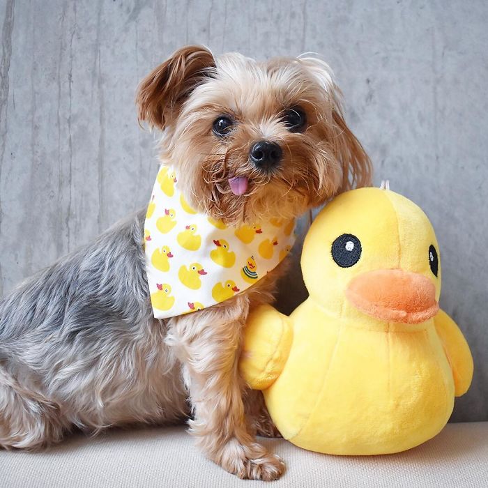 Rub-A-Dub-Dubby! Rubber Duckie, You're So Fine And I'm Lucky That You're Mine