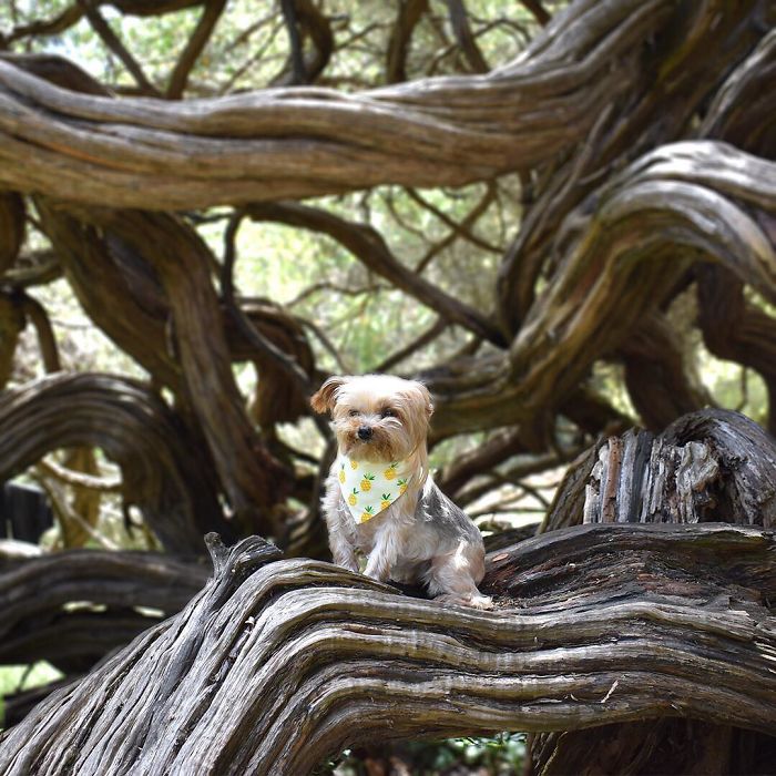 When I Wanted To Be A Pineapple