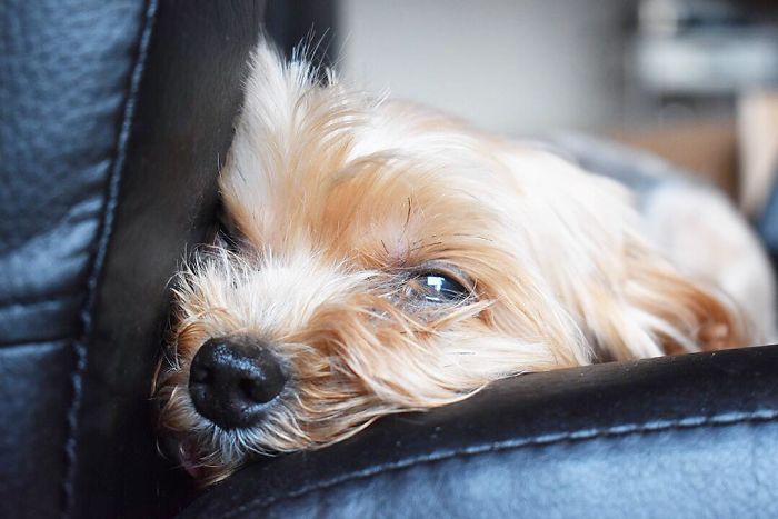 Is It Really Monday Again? Nope Back To Sleep Even If It's On An Office Chair