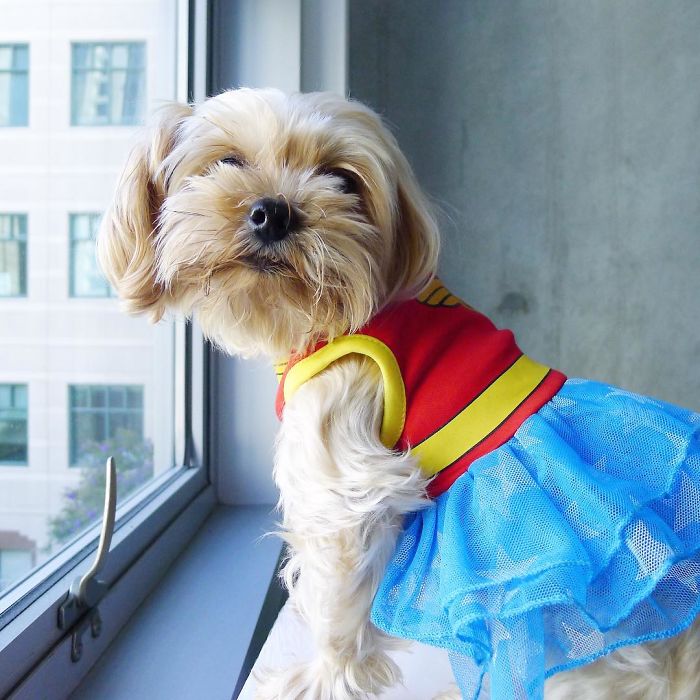 Don’t Worry Pups - I’ll Keep The Streets Safe Tonight