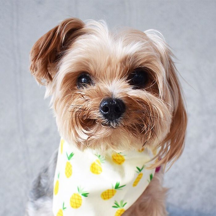 When You Try To Look Serious But Just End Up Looking Ridiculously Cute