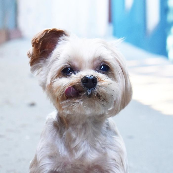 I’m Deciding If I Should Ask For Bacon, Or Peanut Butter... Or Maybe Both