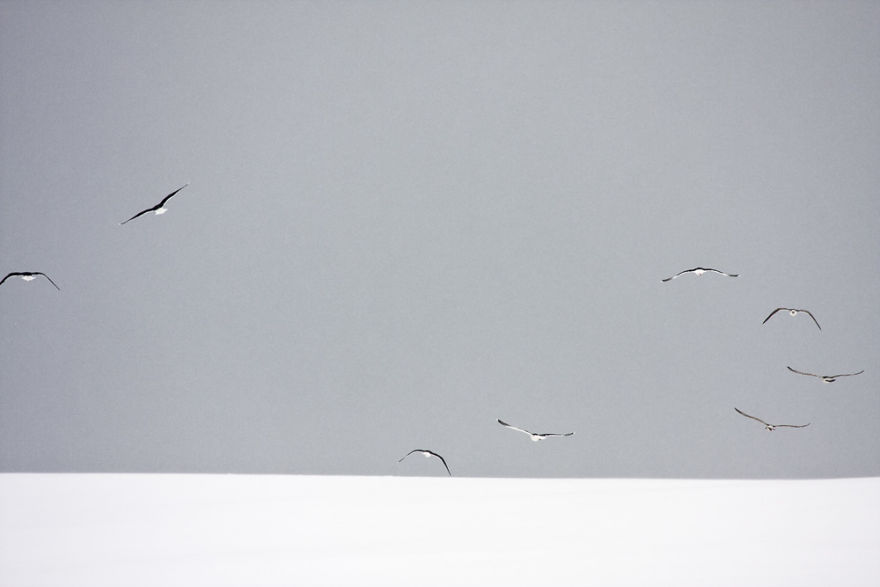 Sable Island Is A Hot-Spot For Migratory Birds