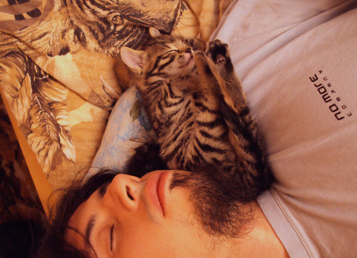 Seven Years With Bobo And Nikita Cats