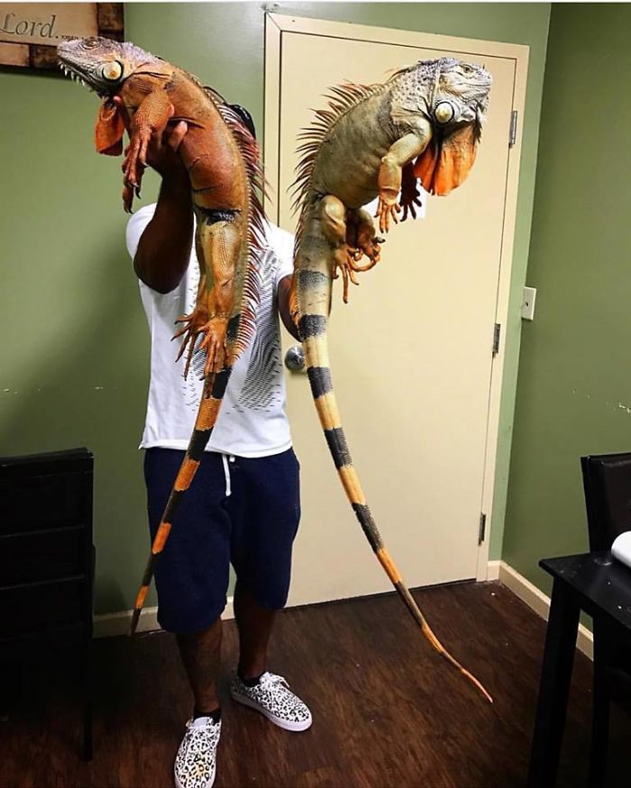 "The Real Tarzann" The Animal Friend Who Is Showing The Good Side Of The Internet