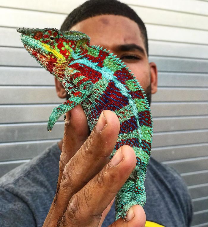 "The Real Tarzann" The Animal Friend Who Is Showing The Good Side Of The Internet