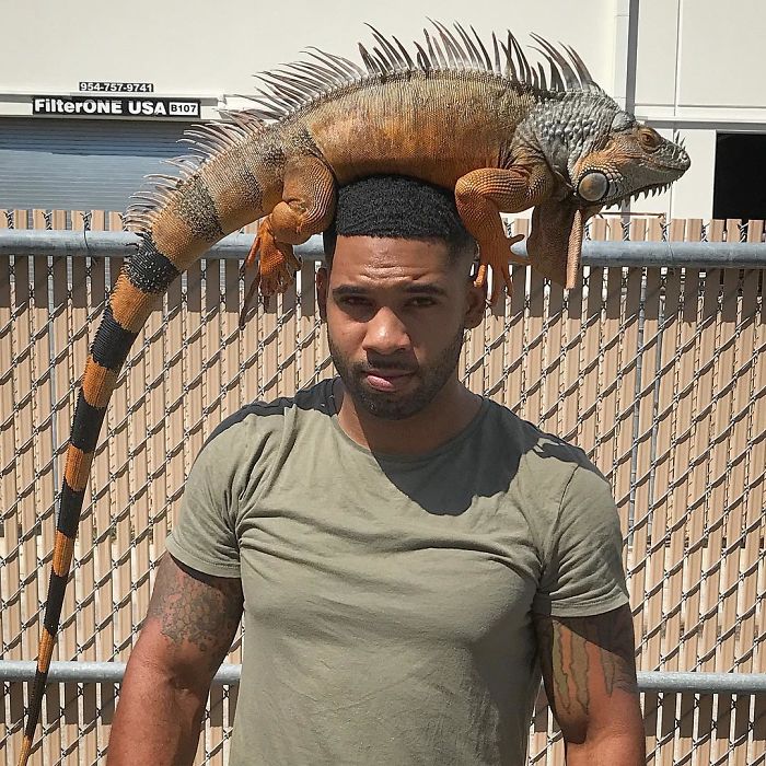 "The Real Tarzann" The Animal Friend Who Is Showing The Good Side Of The Internet