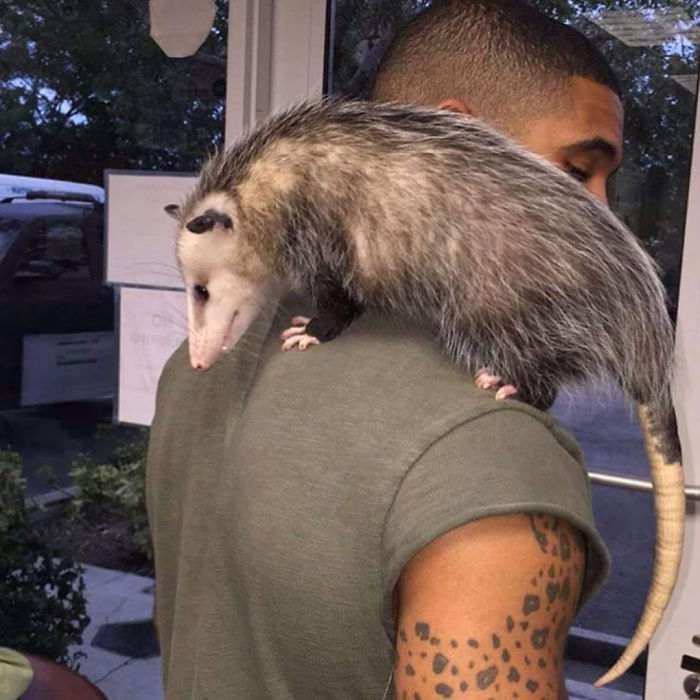 "The Real Tarzann" The Animal Friend Who Is Showing The Good Side Of The Internet